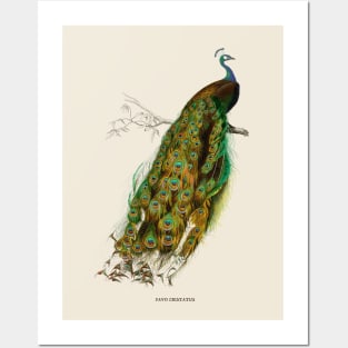 Peacock Antique Naturalist Illustration Posters and Art